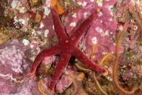 Henricia leviuscula (Blood Star)
