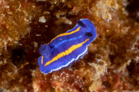 Felimare porterae (Porter's Chromodorid)