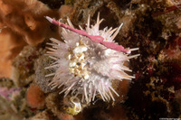 Lytechinus pictus (White Sea Urchin)