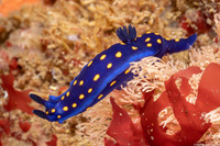 Felimare californiensis (California Chromodorid)