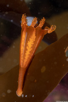 Manania handi (Stalked Jellyfish)