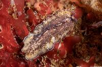 Pseudoceros montereyensis (Monterey Flatworm)
