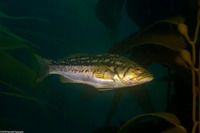 Paralabrax clathratus (Kelp Bass)
