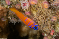 Lythrypnus dalli (Bluebanded Goby)