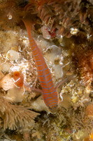 Lythrypnus zebra (Zebra Goby)