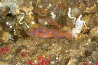 Lythrypnus zebra (Zebra Goby)