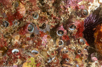 Thylacodes squamigerus (Scaled Wormsnail)