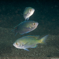 Chromis punctipinnis (Blacksmith)
