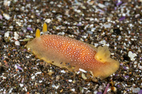Doriopsilla albopunctata (White-Spotted Dorid)