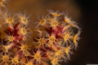 Muricea californica (California Golden Gorgonian)