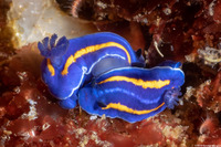 Felimare porterae (Porter's Chromodorid)