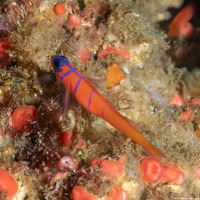 Lythrypnus dalli (Bluebanded Goby)