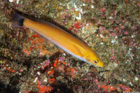 Oxyjulis californica (Señorita)