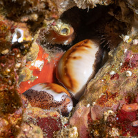 Neobernaya spadicea (Chestnut Cowry)