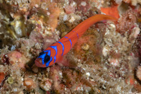 Lythrypnus dalli (Bluebanded Goby)