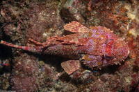 Scorpaena guttata (California Scorpionfish)
