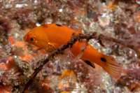 Semicossyphus pulcher (California Sheephead)