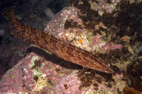 Heterostichus rostratus (Giant Kelpfish)