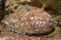 Haliotis corrugata (Pink Abalone)
