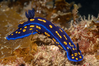 Felimare californiensis (California Chromodorid)