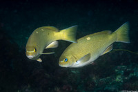 Girella nigricans (Opaleye)