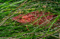 Heterostichus rostratus (Giant Kelpfish)