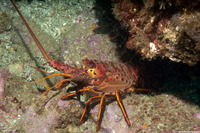 Panulirus interruptus (California Spiny Lobster)