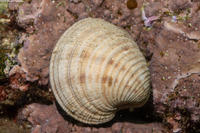 Globivenus fordi (Ford Venus)