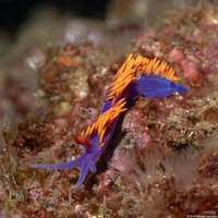 Flabellinopsis iodinea (Spanish Shawl)
