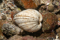 Globivenus fordi (Ford Venus)