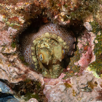 Octopus bimaculatus (Two-Spot Octopus)