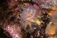 Spirobranchus spinosus (Christmas Tree Worm)