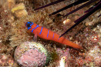 Lythrypnus dalli (Bluebanded Goby)