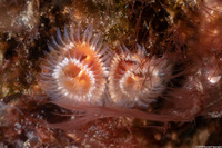 Spirobranchus spinosus (Christmas Tree Worm)