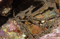 Ophioderma panamense (Banded Serpent Star)