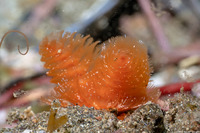 Phoronopsis californica (California Phoronid)