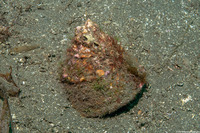 Megastraea undosa (Wavy Turban Snail)