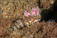 Oxylebius pictus (Painted Greenling)