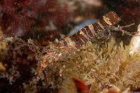 Heptacarpus palpator (Intertidal Coastal Shrimp)