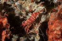 Heptacarpus palpator (Intertidal Coastal Shrimp)