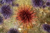 Mesocentrotus franciscanus (Red Sea Urchin)