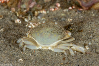 Metacarcinus gracilis (Graceful Crab)