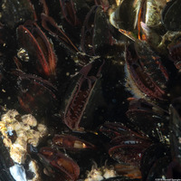 Mytilus galloprovincialis (Mediterranean Mussel)