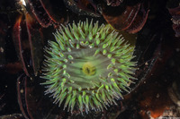 Anthopleura xanthogrammica (Giant Green Anemone)
