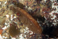 Polyclinum planum (Polyclinum Planum)