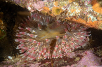 Urticina coriacea (Stubby Rose Anemone)
