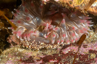 Urticina coriacea (Stubby Rose Anemone)