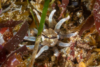 Halcampa decemtentaculata (Burrowing Anemone)
