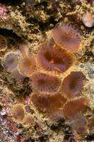 Myxicola sp.2 (Colonial Slime Tubeworm)