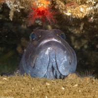 Ophiodon elongatus (Lingcod)